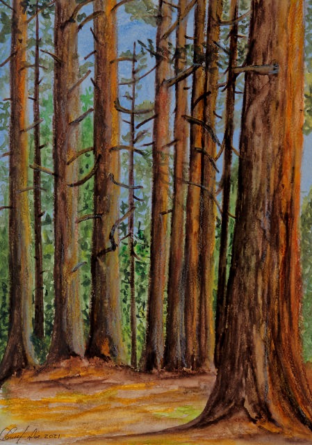 <B>Wapiti au repos</B>  <BR>Parc national Jasper, Alb. <BR>Huile sur panneau de bois  <BR>50.8 cm x 60.96 cm  (20