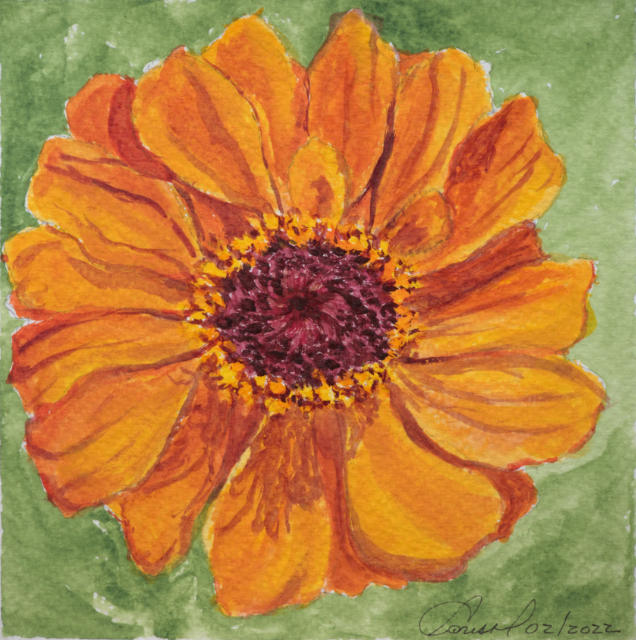 ZinniaTopView640