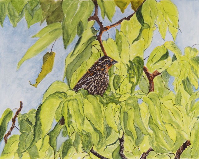 <B>Red-winged Blackbird</B> <BR>Female in Foliage  <BR>Watercolour on paper <BR>30.5 cm x 38.1 cm  (12