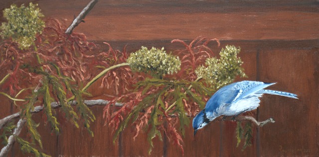 <B>Blue Jay</B>  <BR>Oil on gallery canvas <BR>30.48 cm x 60.96 cm  (12