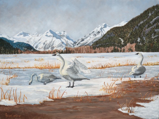 <B>Trumpeter Swans</B> <BR>Oil on canvas <BR>45.72 cm x 60.96 cm   (18