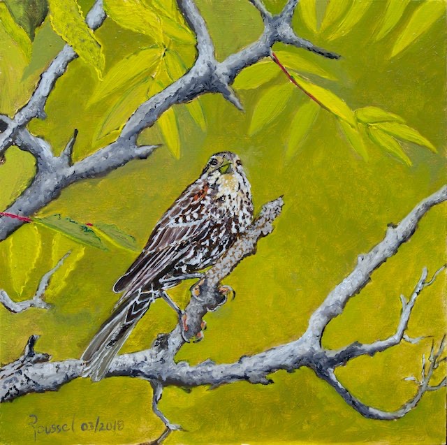 <B>Black Tern Nesting</B>  <span style=color:purple>●</span>  <BR>Oil on gallery canvas  <BR>45.72 cm x 60.96 cm  (18