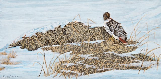 <B>Red-tailed Hawk</B> <BR>Acrylic on canvas  <BR>25.4 cm x 50.8 cm (10” x 20”) - 2016