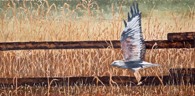 <B>Rough-legged Hawk</B>  <span style=color:purple>●</span> <BR>Oil on gallery canvas  <BR>38.1 cm x 76.2 cm  (15