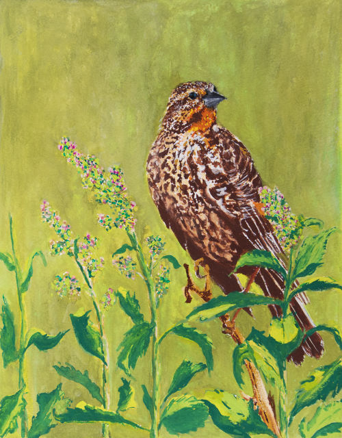 <B>Red-winged Blackbird</B> <BR>Female in a Field  <BR>Gouache on paper <BR>24.1 cm x 19.1 cm  (9.5