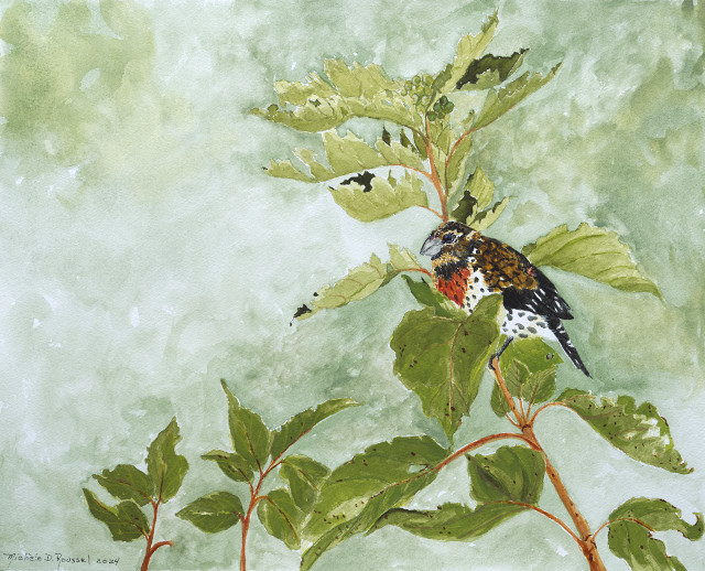 <B>Canada Jay</B>  <BR>Oil on canvas <BR>40.64 cm x 50.8 cm  (16