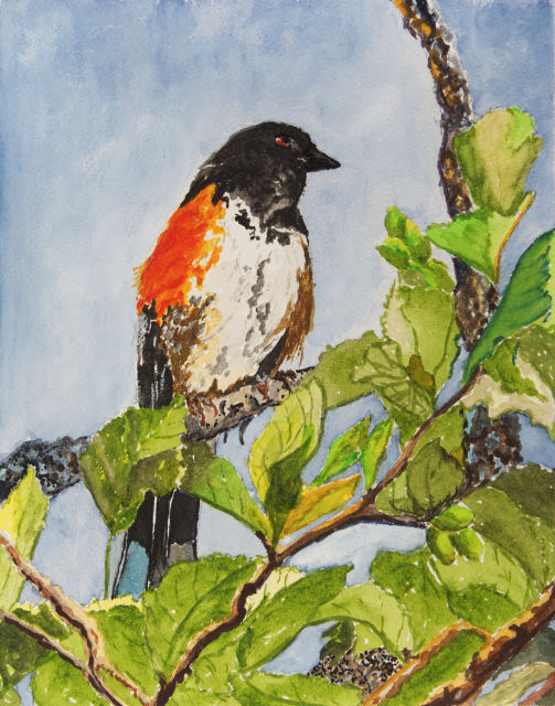 <B>Great Kiskadee</B> - Male and female  <BR>Oil on birch panel  <BR>40.64 cm x 50.8 cm  (16